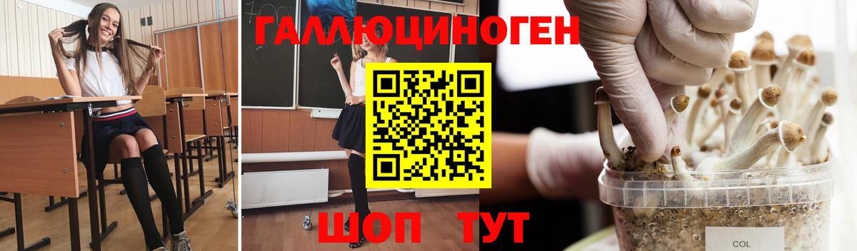 Урус-Мартан  Псилоцибиновые грибы Cubensis  Вход с VPN  Псилоцибиновые грибы мицелий 